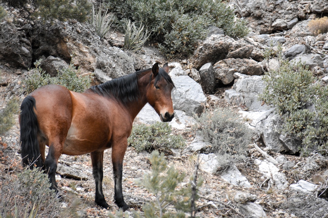 The Majestic Black Mustang Horse